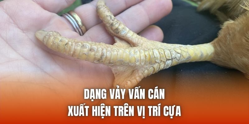 Dạng vảy vấn cán xuất hiện trên vị trí cựa