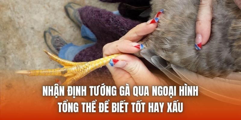 Nhận định tướng gà qua ngoại hình tổng thể để biết tốt hay xấu