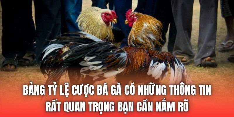 Bảng tỷ lệ cược đá gà có những thông tin rất quan trọng bạn cần nắm rõ