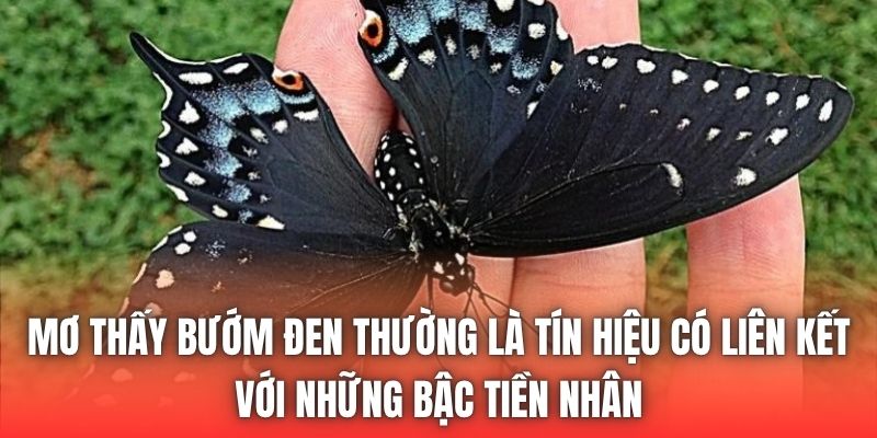 Mơ thấy bướm đen thường là tín hiệu có liên kết với những bậc tiền nhân