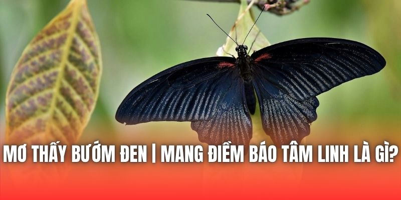 Mơ Thấy Bướm Đen | Mang Điềm Báo Tâm Linh Là Gì?
