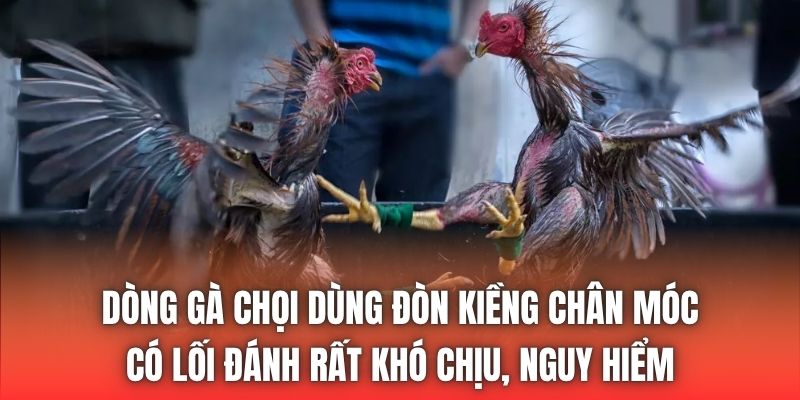 Dòng gà chọi dùng đòn kiềng chân móc có lối đánh rất khó chịu, nguy hiểm